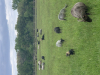 50 Mature Shorn Sheep. 40 (60 day) lambs 