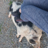 1 pig